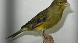 canari2