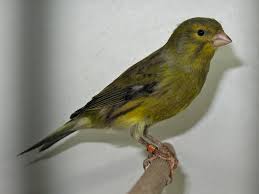 canari2